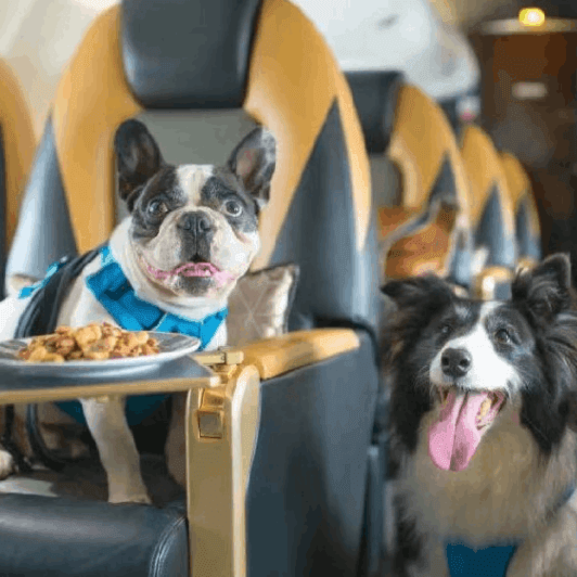 Customised In-Flight Amenities
