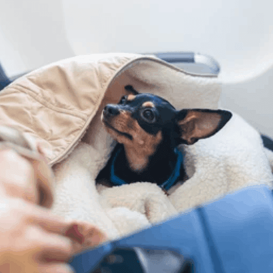 Stress-Free Travel For Pets