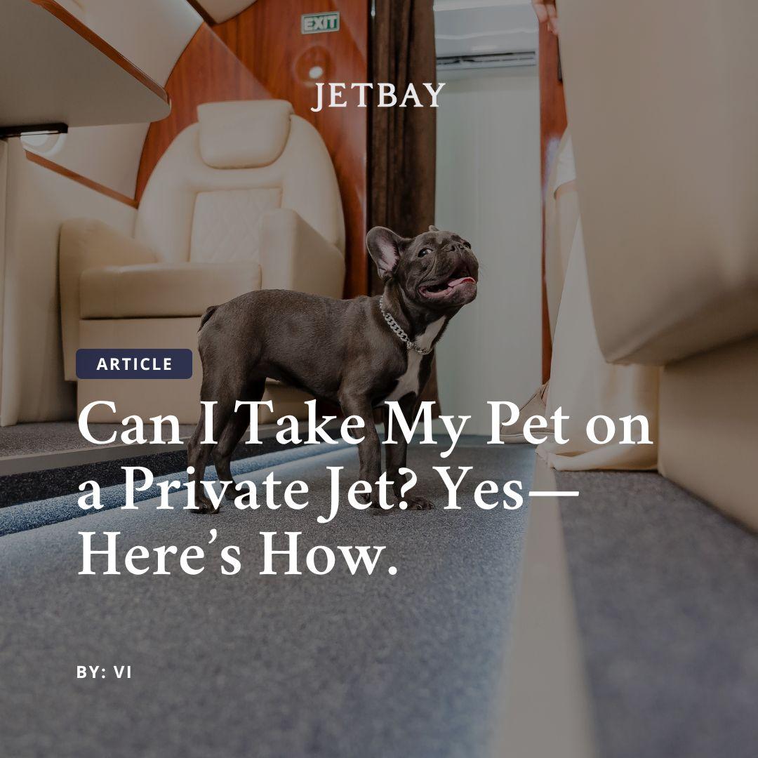 Can I Take My Pet on a Private Jet? Yes—Here’s How with JETBAY