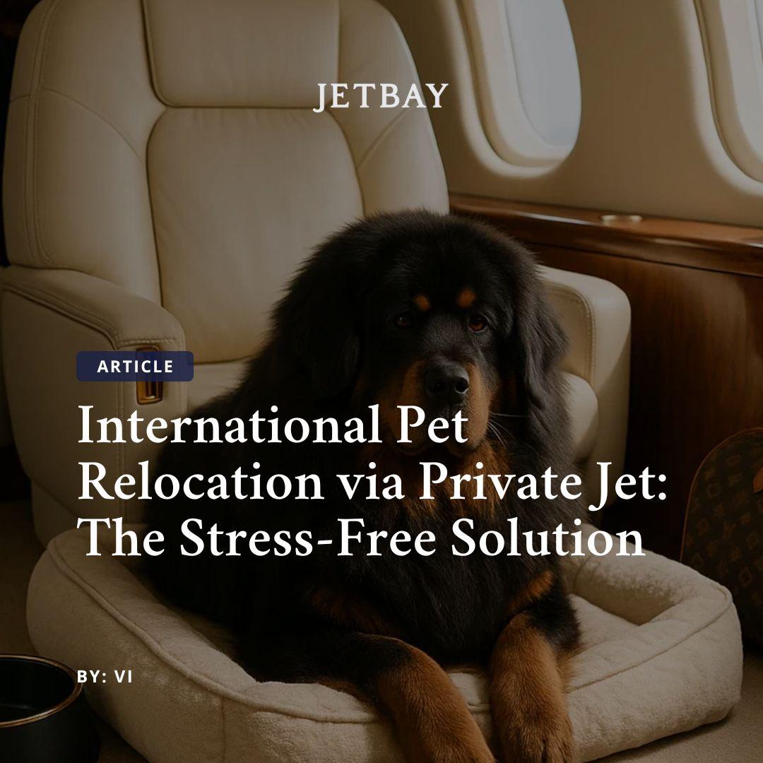 International Pet Relocation via Private Jet: The Stress-Free Solution