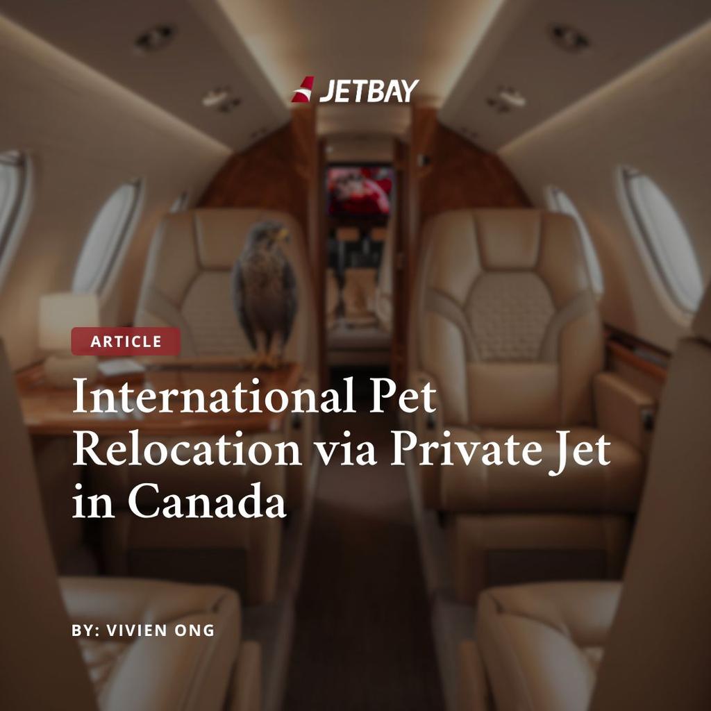 International Pet Relocation via Private Jet in Canada