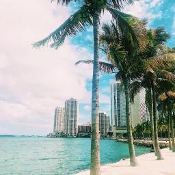 Miami skyline with modern skyscrapers rising behind turquoise waters and swaying palm trees