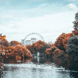 London Eye ferris wheel visible through autumn trees along the Thames River in London