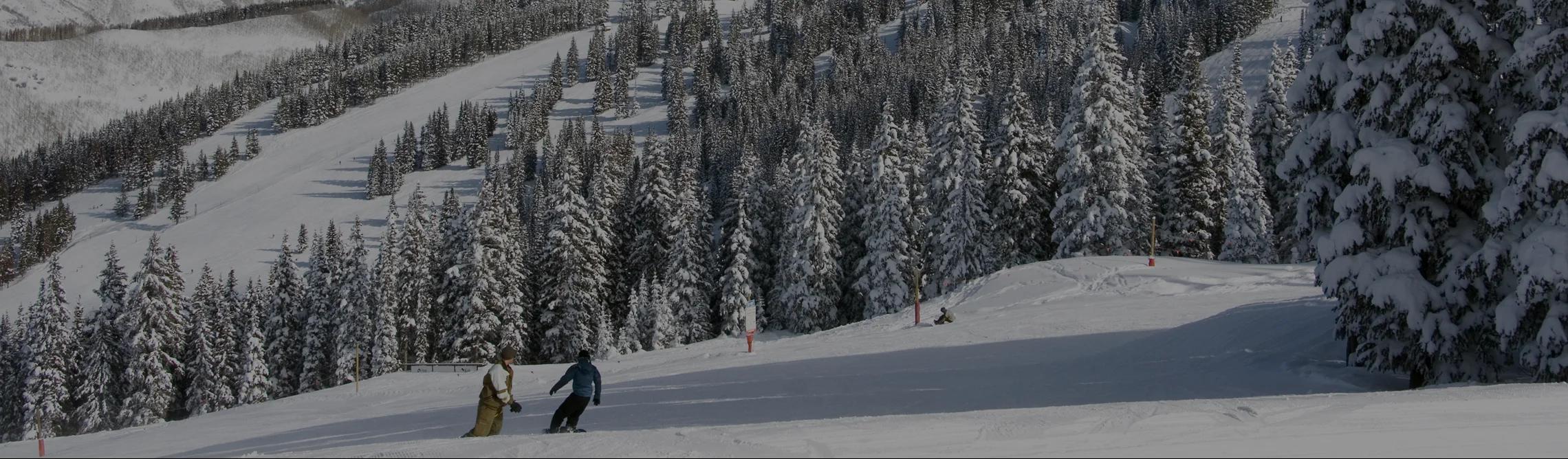 韦尔滑雪度假村的滑雪者在雪松林间滑行