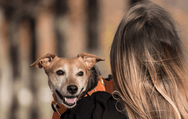 Private Jet Charter for Pet Travel