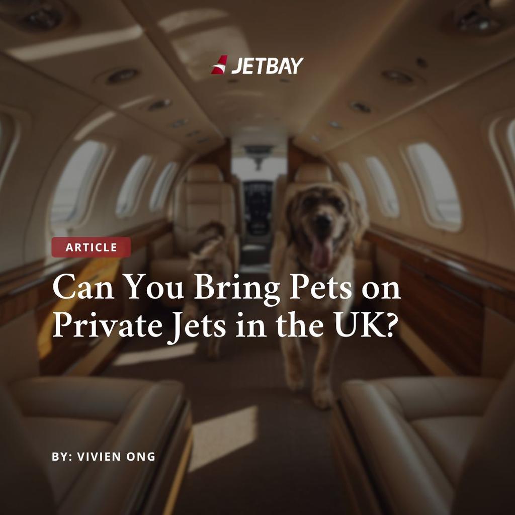 Stress-Free Pet Travel in the UK: Tips for First-Time Flyers