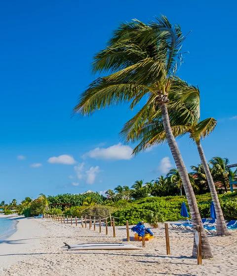 Pristine white sand beach with turquoise waters and palm trees in Providenciales, Turks and Caicos